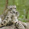 snowleopardh12